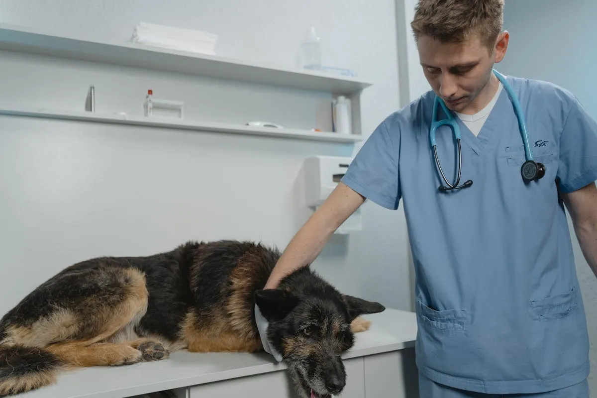A vet technician caring for a German Shepherd