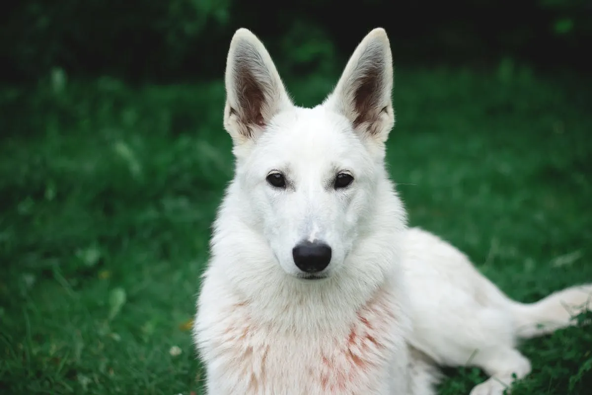 A white German Shepherd watching attentively
